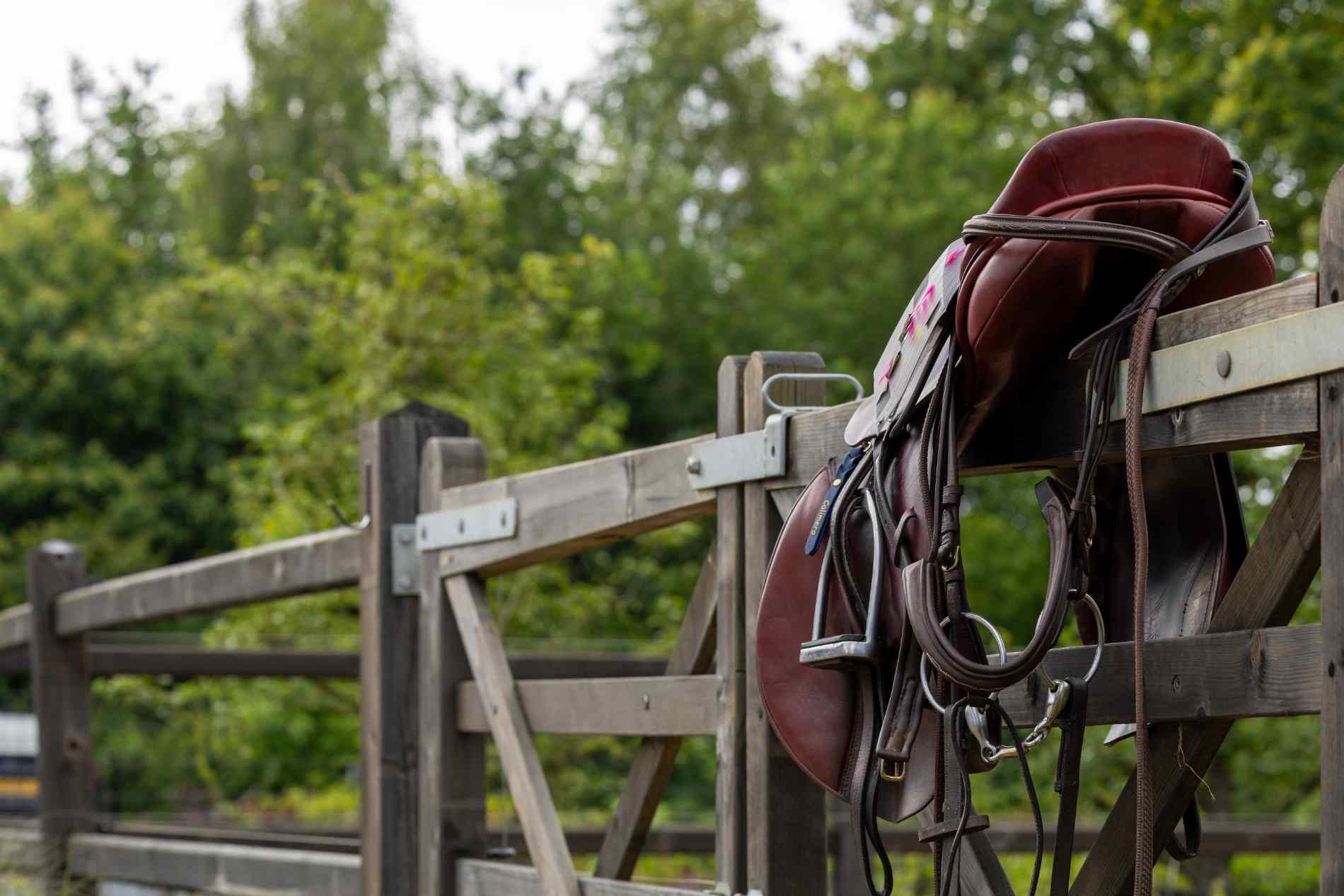 Paard kopen met goede overeenkomst
