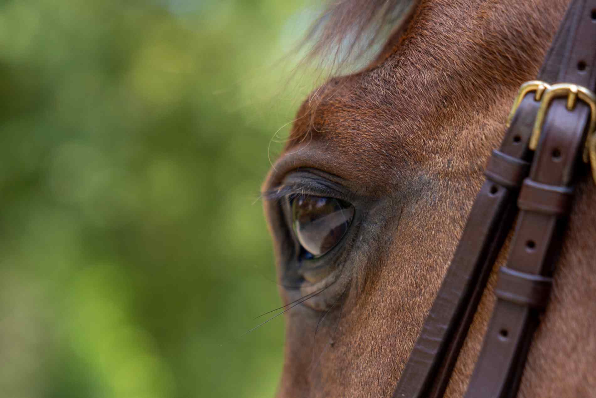 Koopcontract paard laten maken door jurist