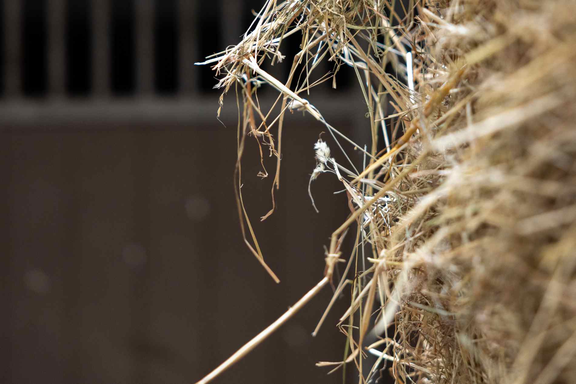 Juridische ondersteuning voor maneges
