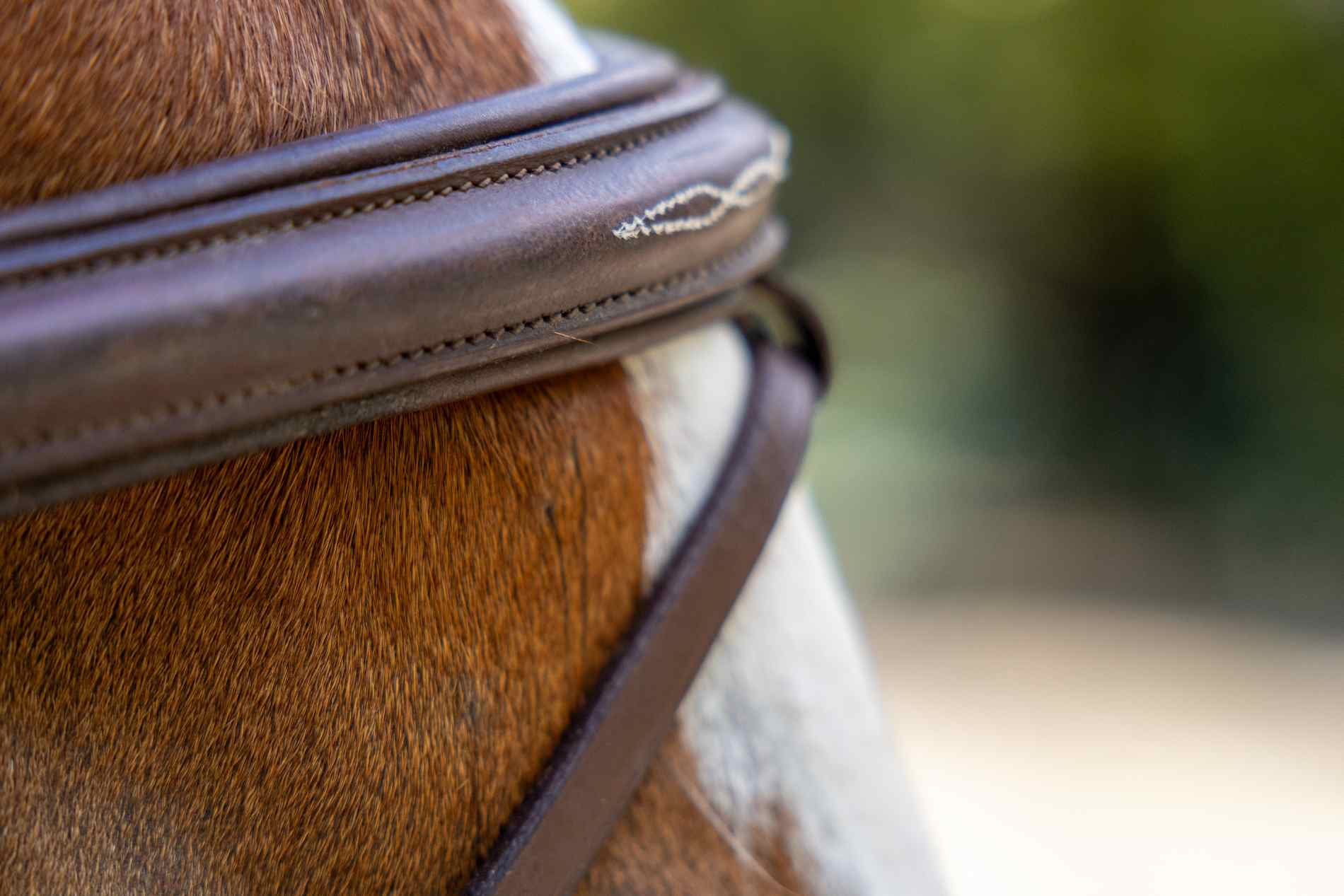 Mede-eigendom van paarden kan ingewikkeld worden. Schakel hulp van een jurist in!