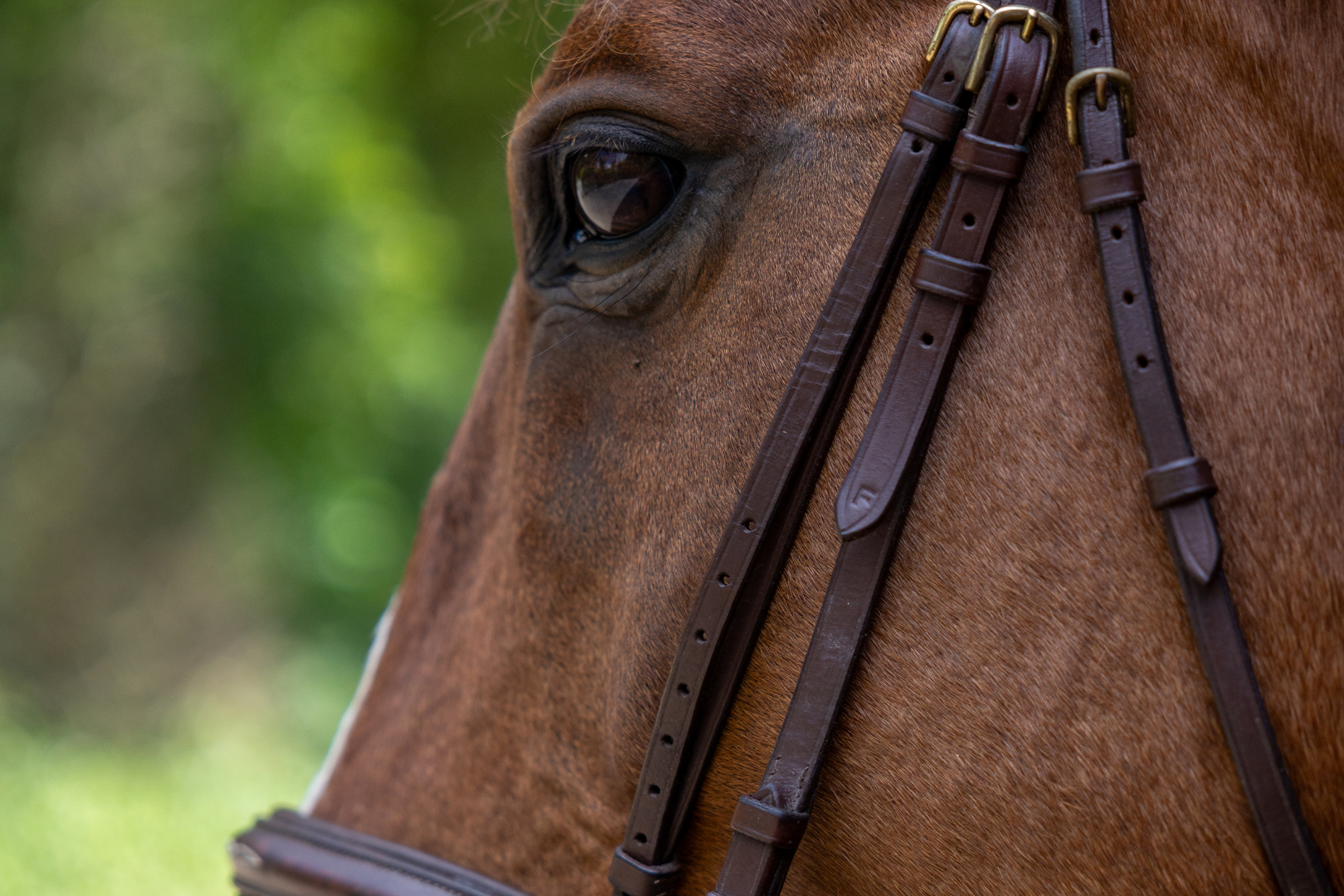 Waar moet ik aan denken bij het kopen van een paard
