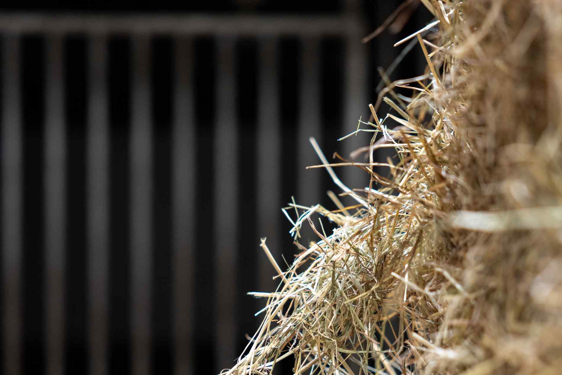 dekvoorwaarden laten opstrellen -fokken en dekken van paarden is een complexe bezigheid