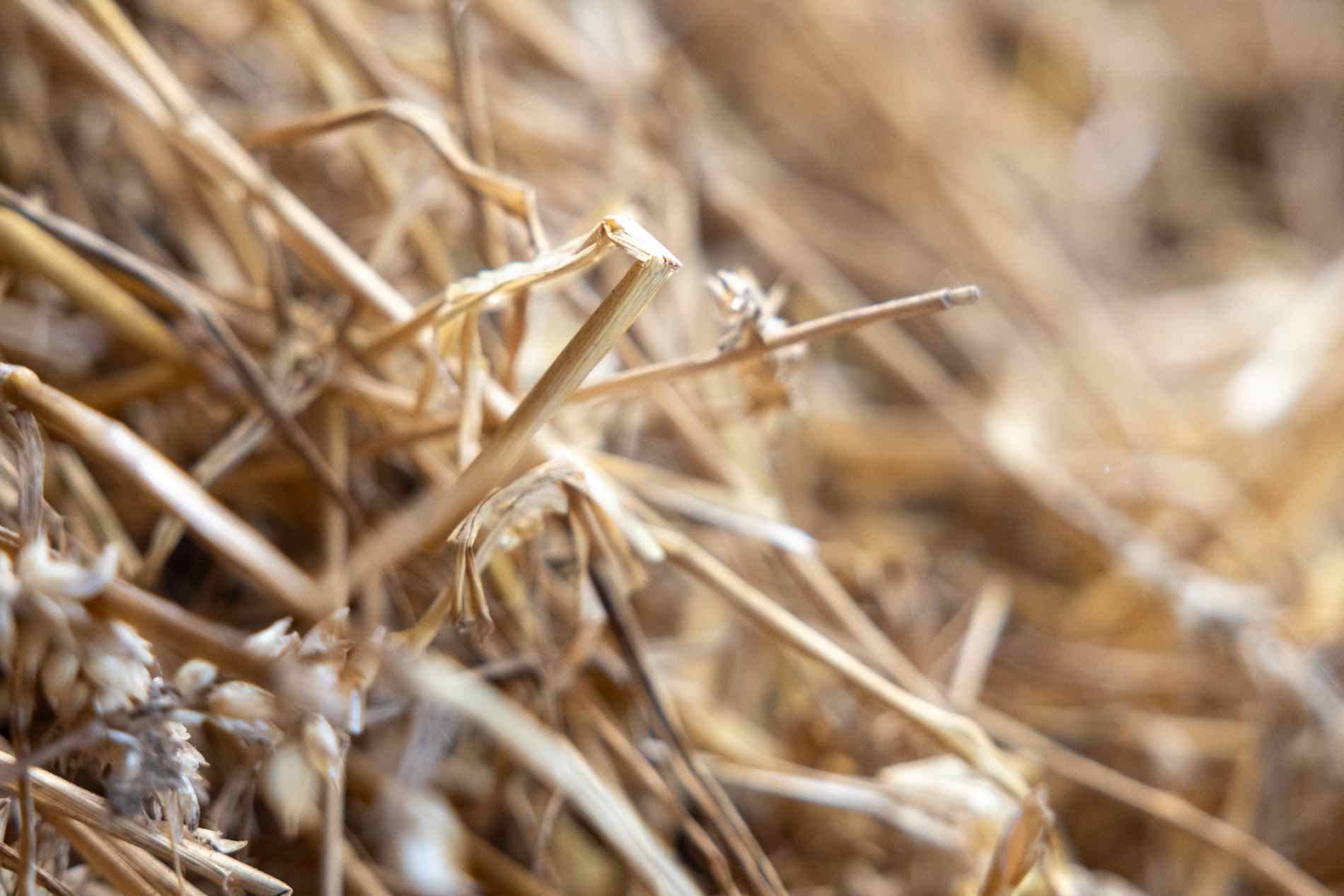 Consumentenkoop paard Consumentenkoop paard hoe zit dat?