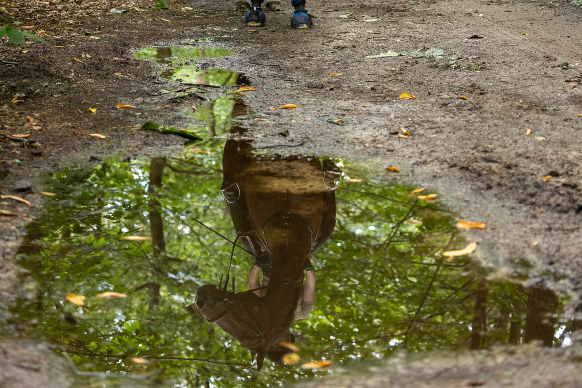 De tip van Hippic Legal: ga je een paard kopen? Laat eerst het paard keuren! 
