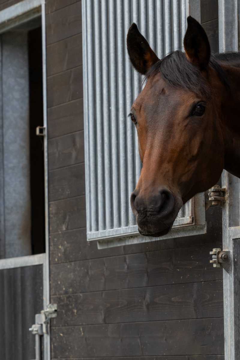 calimero juridisch advies bij hippisch ondernemen - hippisch recht