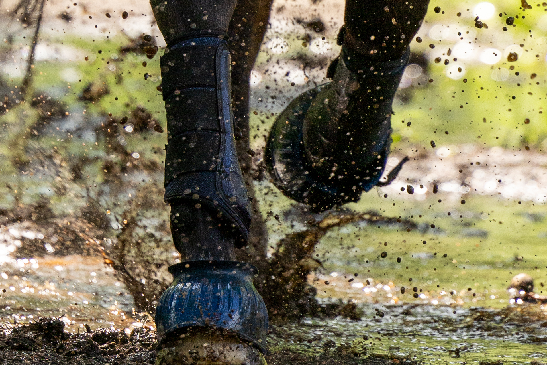 paard of pony kreupel? neem contact op met een hippisch jurist!